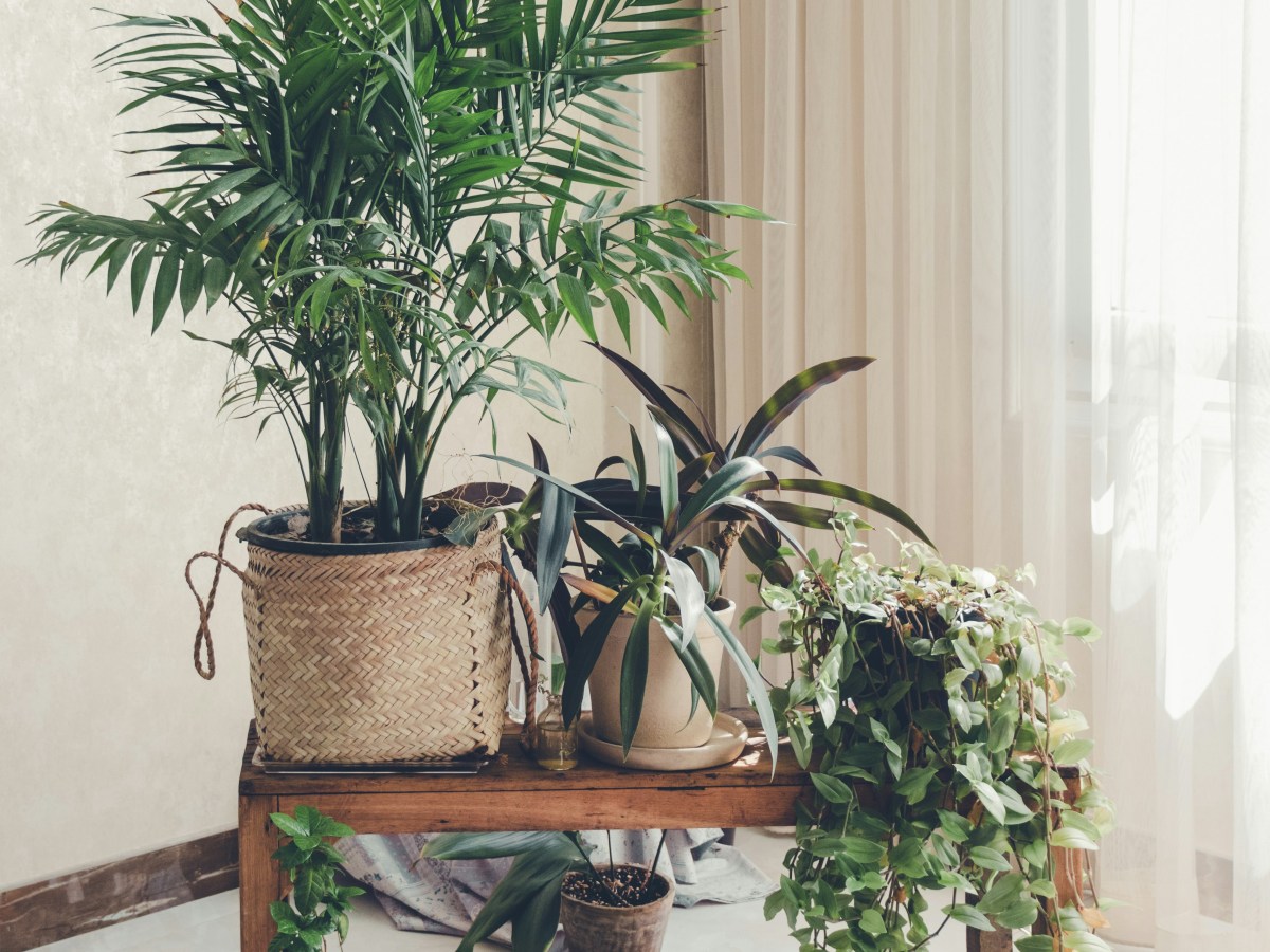 What is the best house&nbsp;plant?