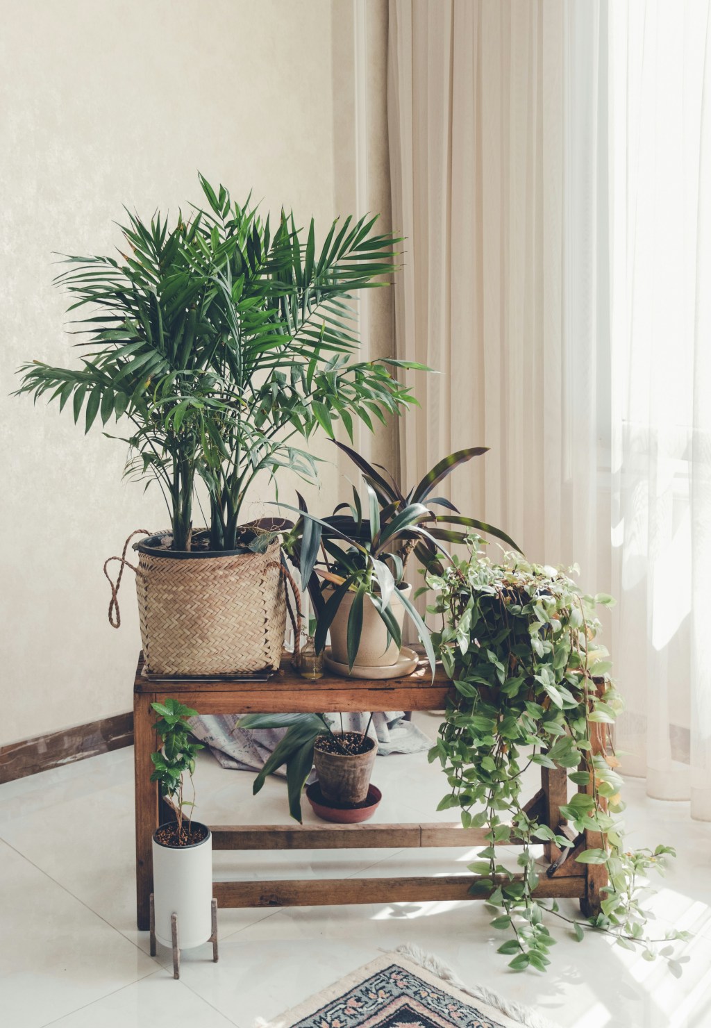 What is the best house&nbsp;plant?